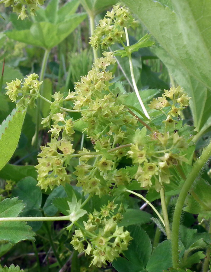 Image of genus Alchemilla specimen.