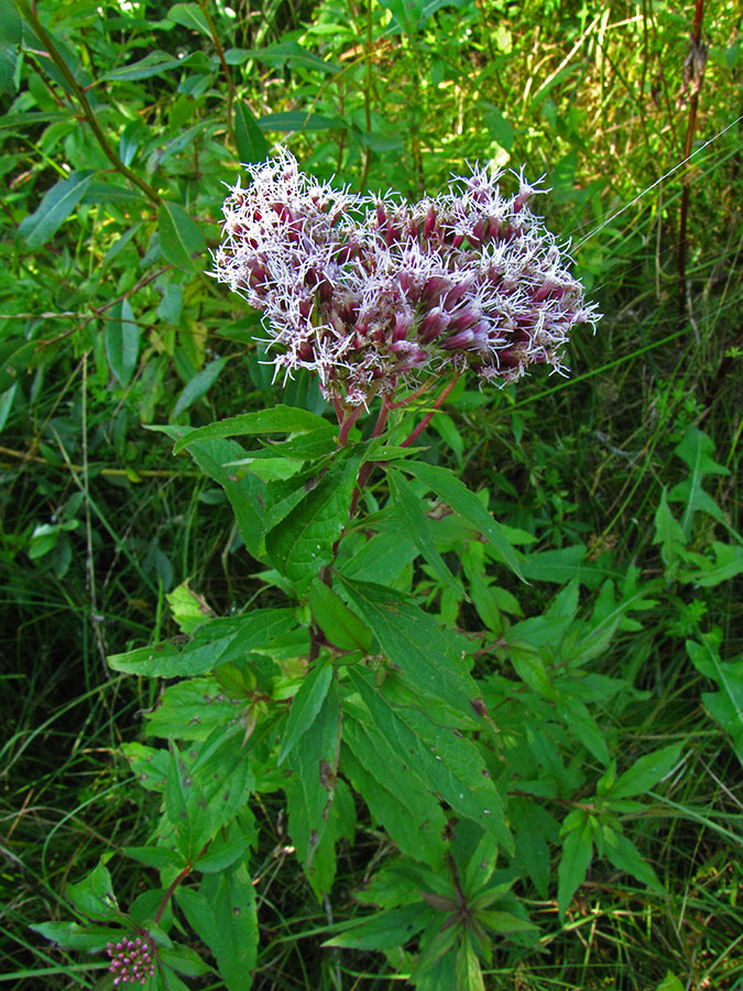 Image of Eupatorium cannabinum specimen.