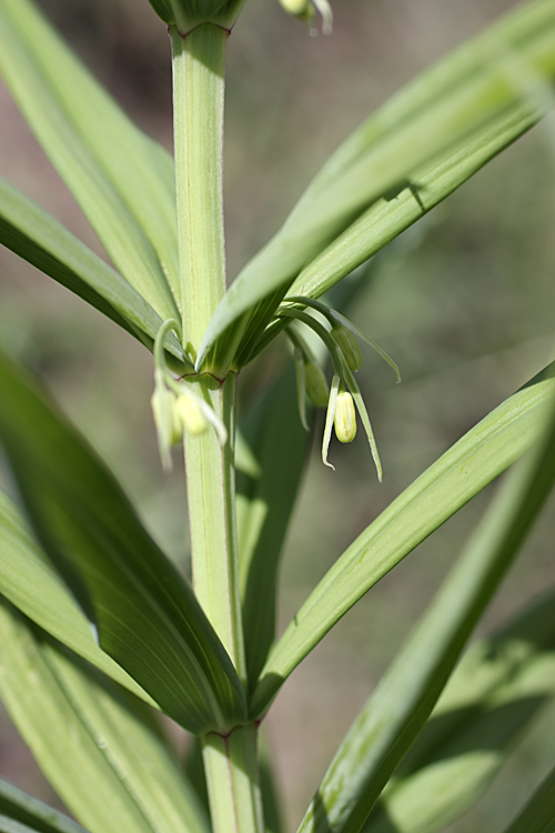 Image of Polygonatum sewerzowii specimen.