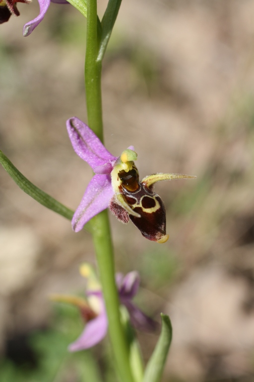 Image of Ophrys oestrifera specimen.