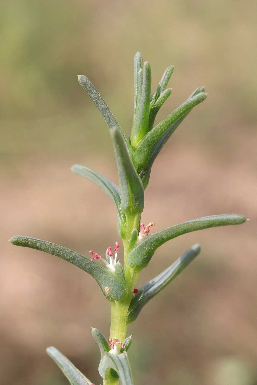 Image of Salsola soda specimen.