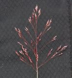 Agrostis geminata. Соцветие-метёлка. Камчатка, Кроноцкий запов., Долина Гейзеров. 27.06.2011.