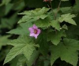 Rubus odoratus. Веточки с цветками. Московская обл., Раменский р-н, окр. дер. Хрипань, садовый участок. 14.06.2011.