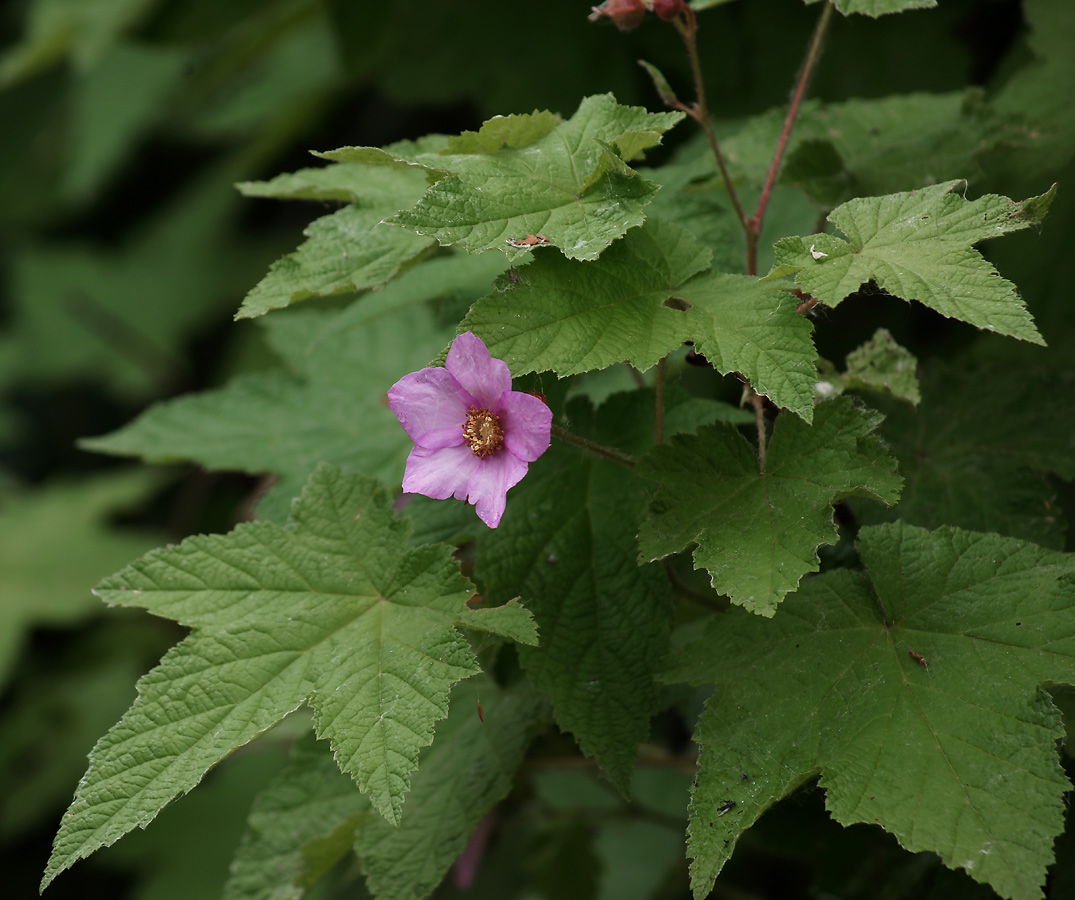 Image of Rubus odoratus specimen.