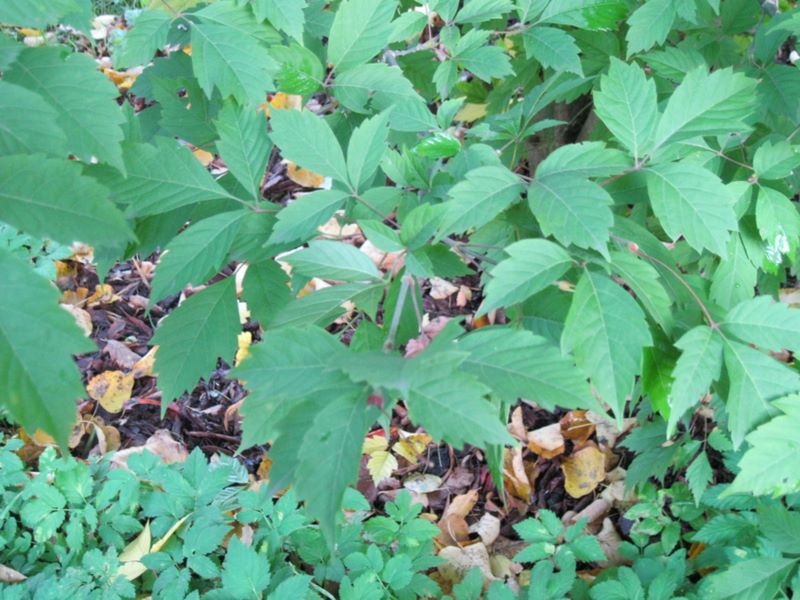 Image of Acer cissifolium specimen.