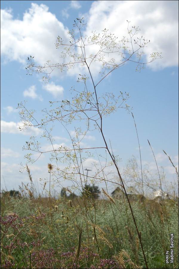 Image of Palimbia rediviva specimen.