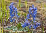 Corydalis ambigua. Цветущие растения на лесной поляне. Южный Сахалин, Долинский р-н, р. Пуховая. 20.05.2011.