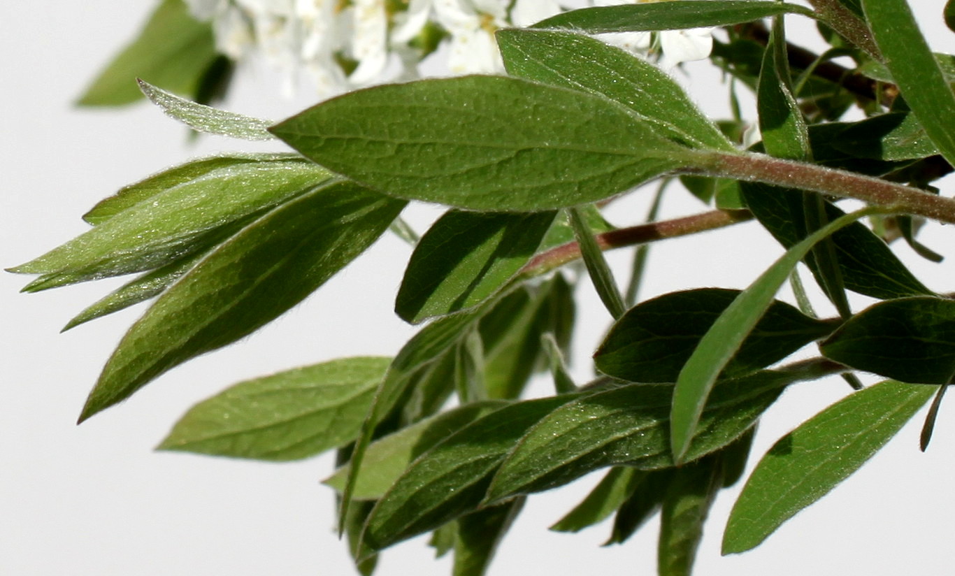 Image of Spiraea &times; cinerea specimen.