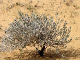Moltkiopsis ciliata. Растение на песчаном склоне. Израиль, пустыня Негев, пески Халуца. 02.04.2011.