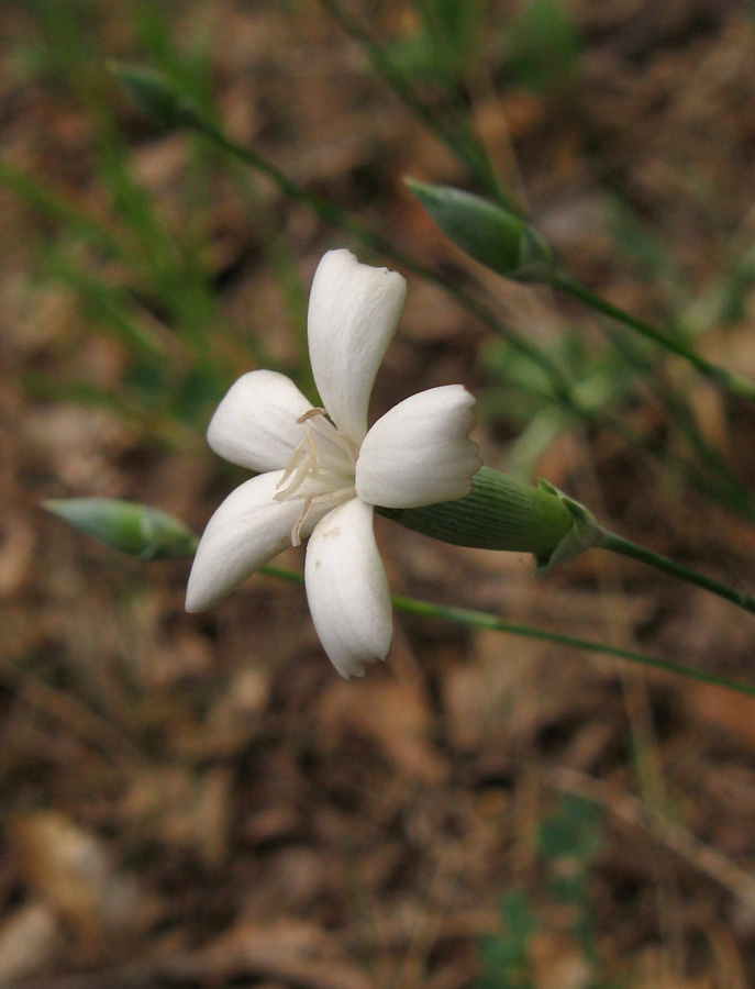 Image of Dianthus marschallii specimen.