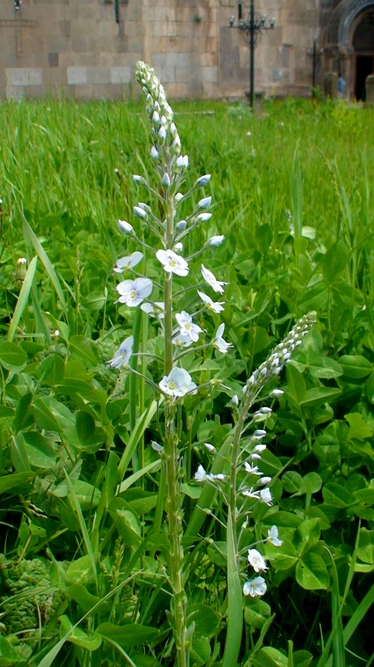 Image of Veronica gentianoides specimen.