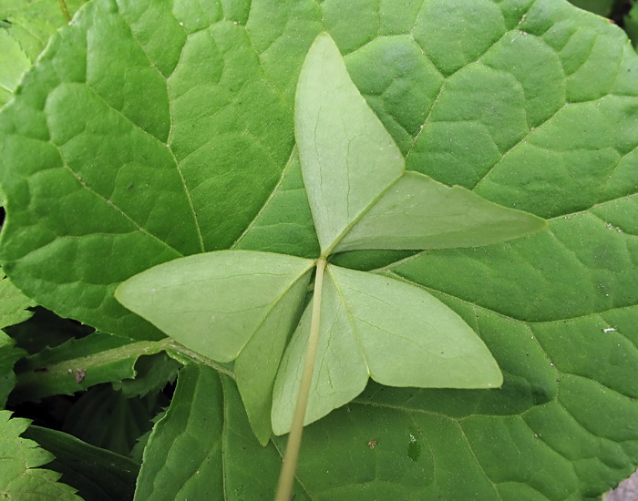 Изображение особи Oxalis obtriangulata.