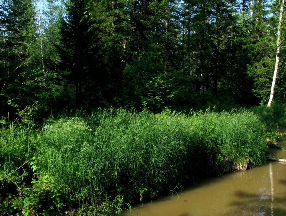 Image of Calamagrostis langsdorffii specimen.