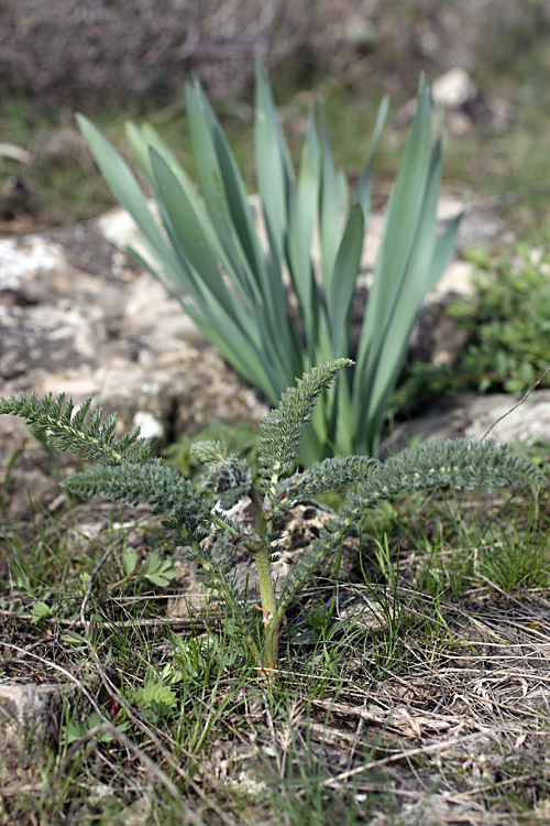 Image of Biebersteinia multifida specimen.