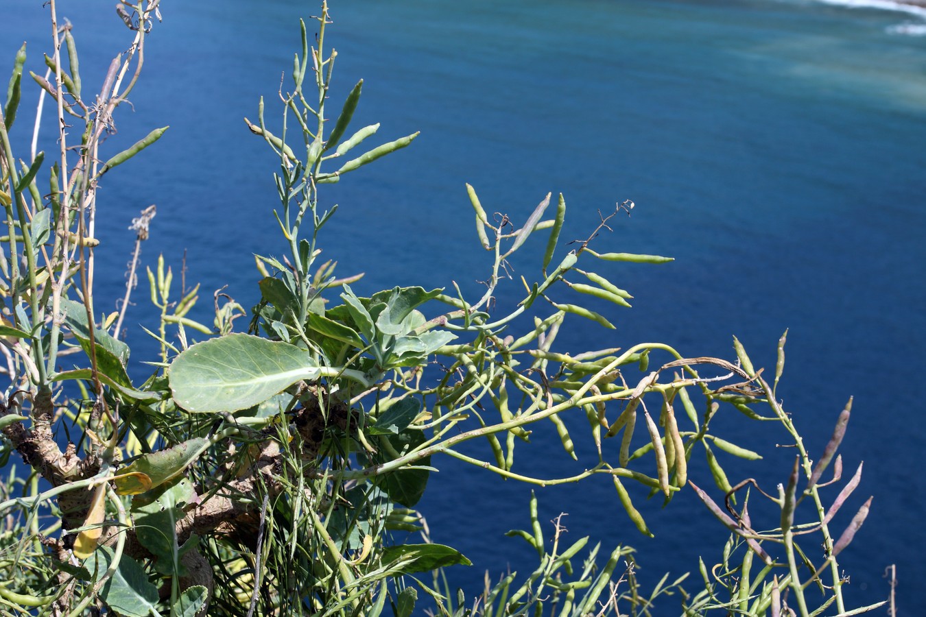 Image of Brassica sylvestris specimen.