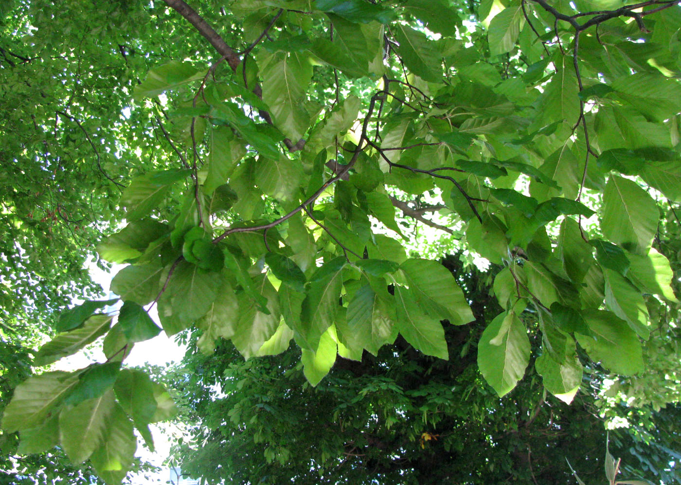 Изображение особи Fagus sylvatica.