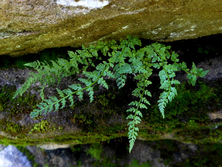 Image of Woodsia pinnatifida specimen.