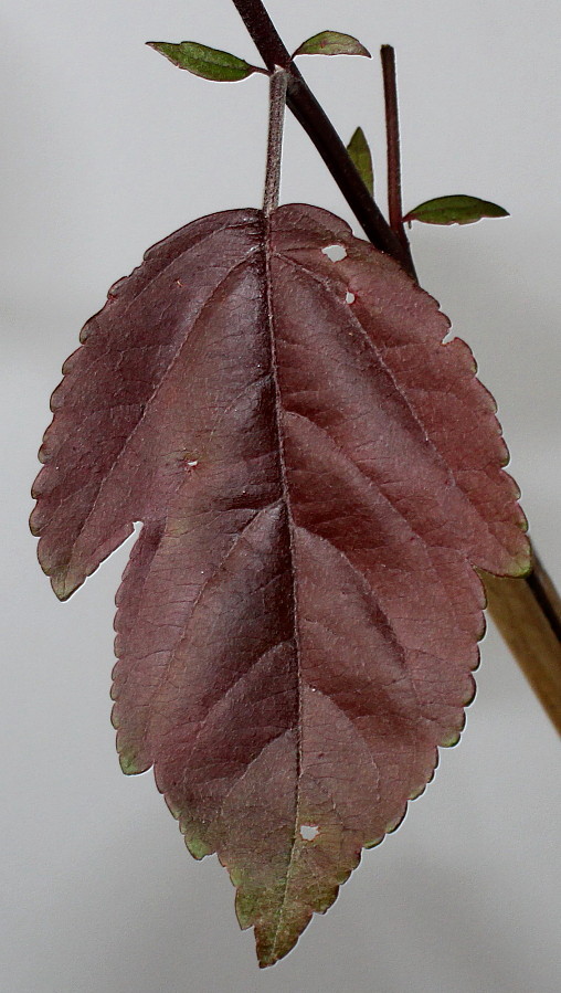 Image of genus Malus specimen.