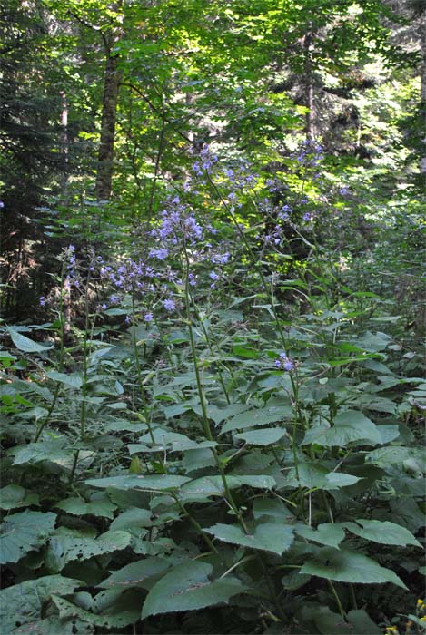 Image of Cicerbita macrophylla specimen.