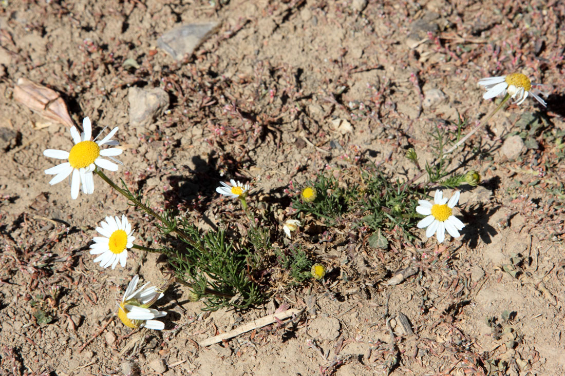 Image of Tripleurospermum inodorum specimen.