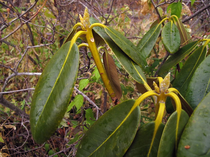 Изображение особи род Rhododendron.