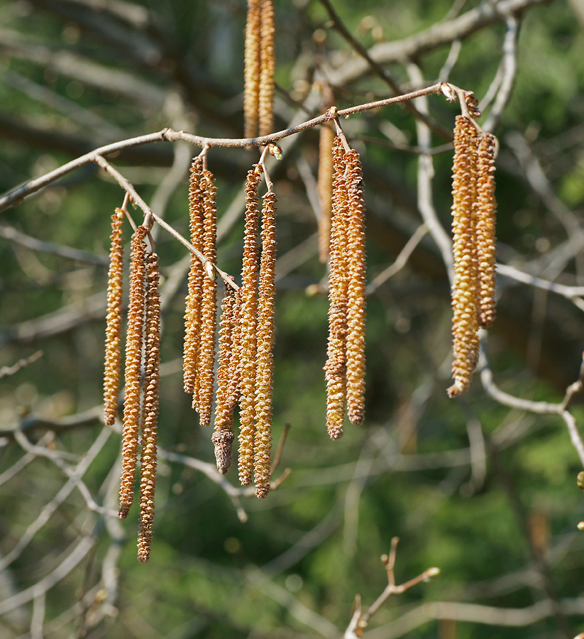 Image of Corylus avellana specimen.