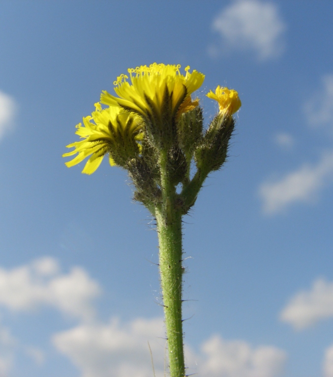 Image of genus Pilosella specimen.