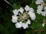 Viburnum sargentii