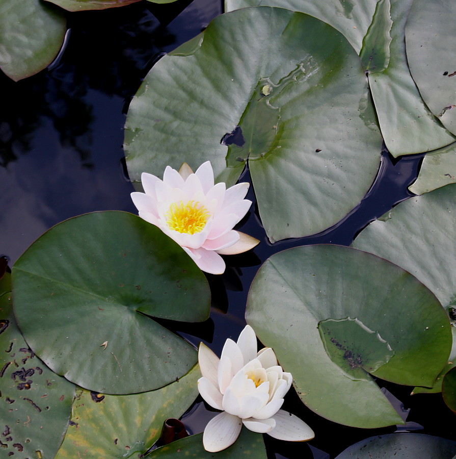 Image of Nymphaea odorata specimen.