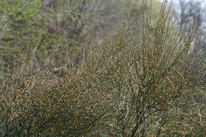 Image of Ephedra equisetina specimen.