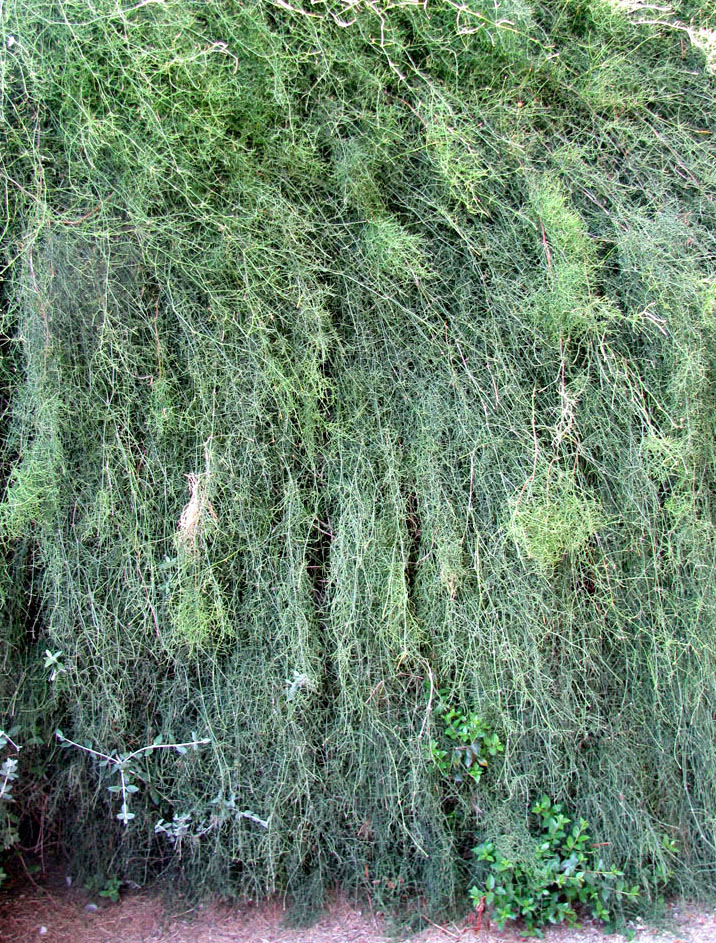 Image of Ephedra foeminea specimen.