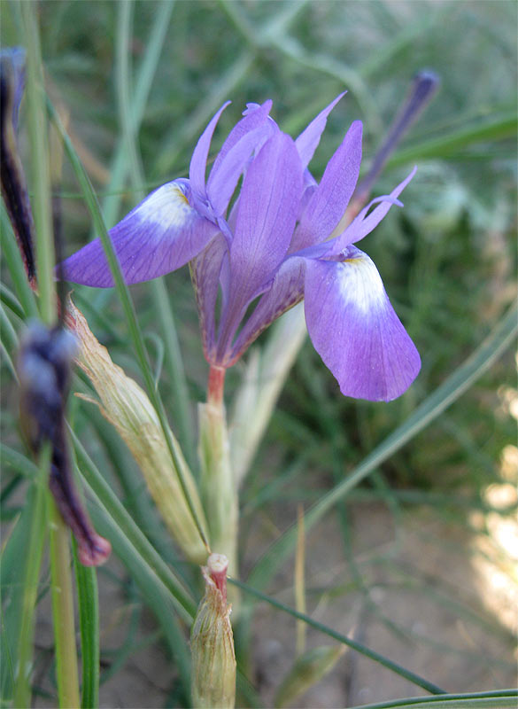 Изображение особи Moraea sisyrinchium.