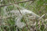 род Stipa