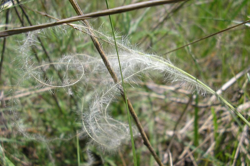 Изображение особи род Stipa.