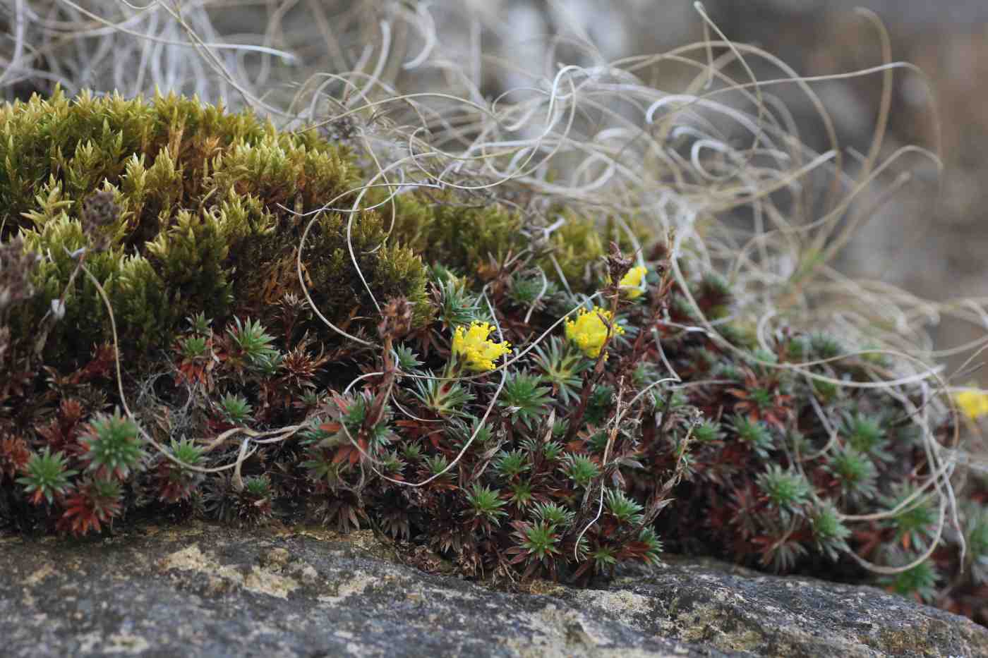 Image of Saxifraga juniperifolia specimen.