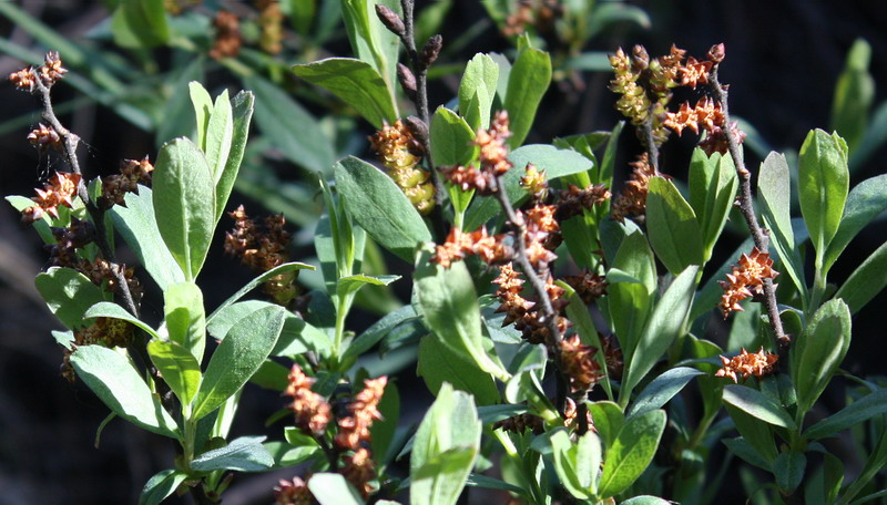 Image of Myrica gale specimen.