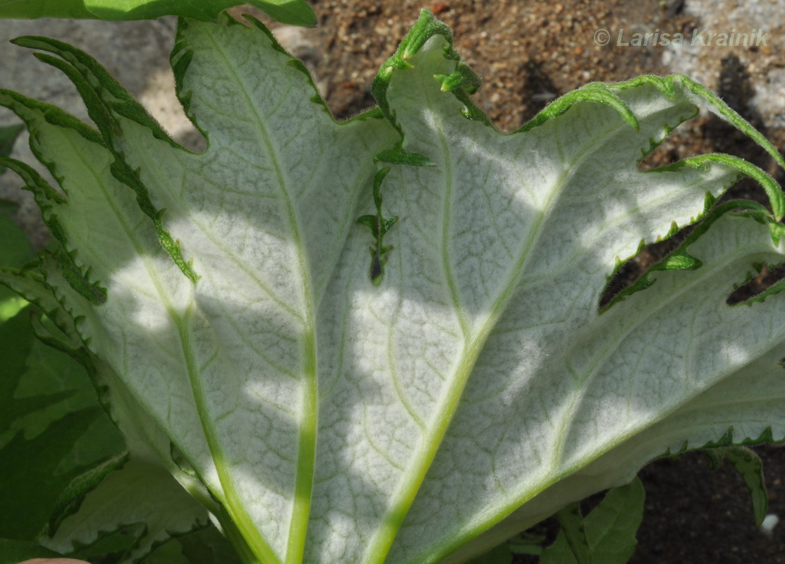 Image of Petasites tatewakianus specimen.