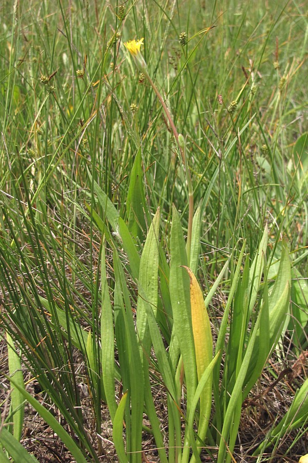 Image of Scorzonera parviflora specimen.