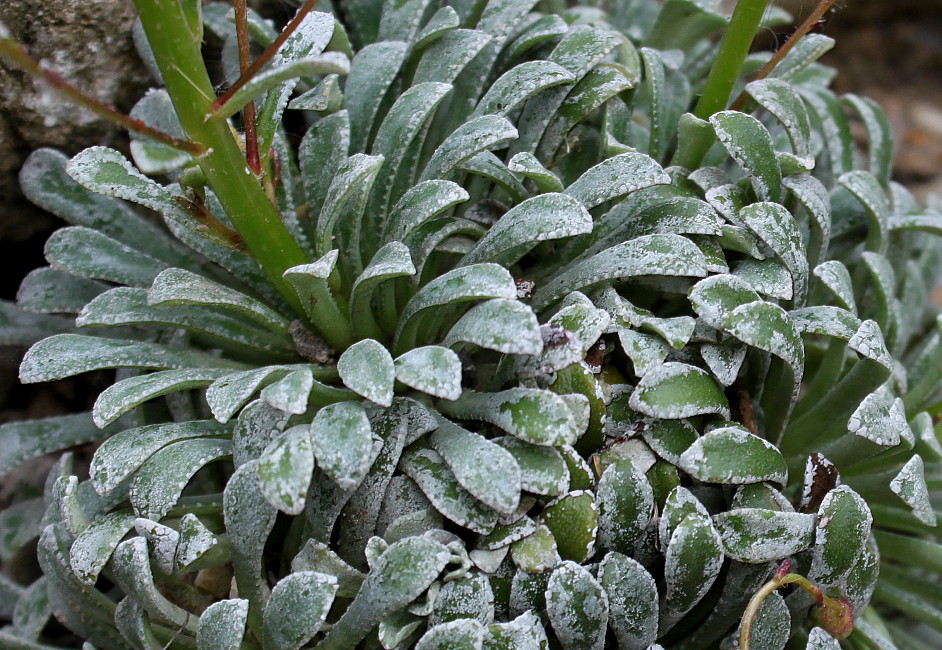 Image of Saxifraga crustata specimen.