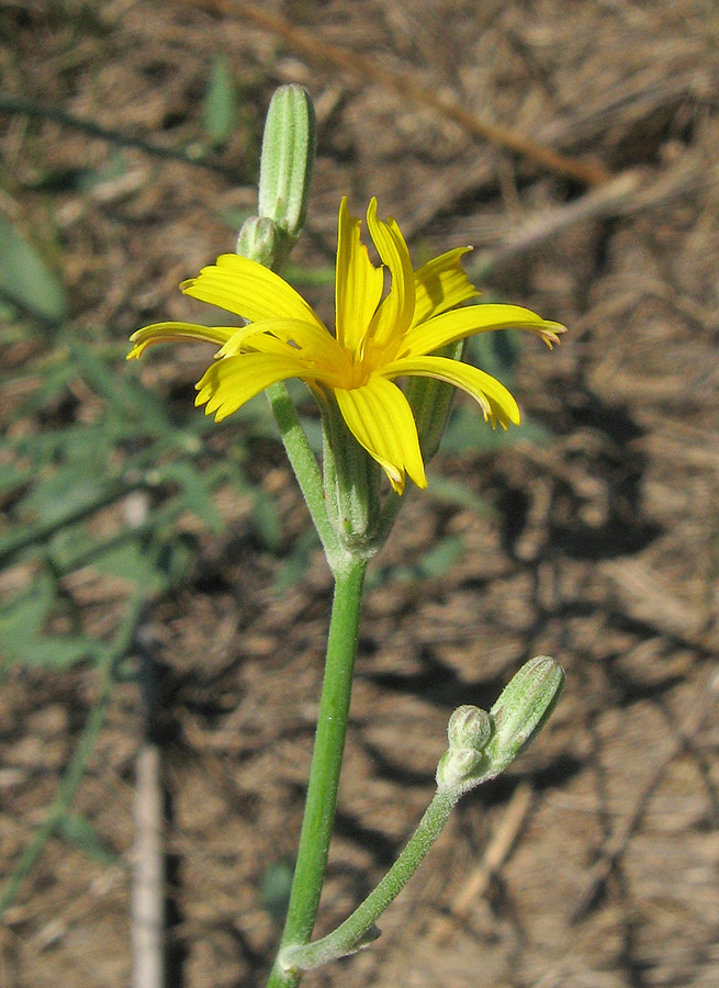 Image of Chondrilla juncea specimen.