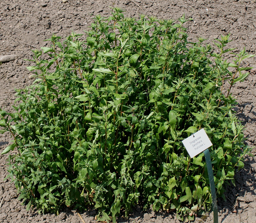 Image of Oenothera fruticosa specimen.