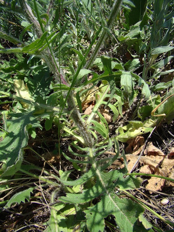 Image of Klasea erucifolia specimen.