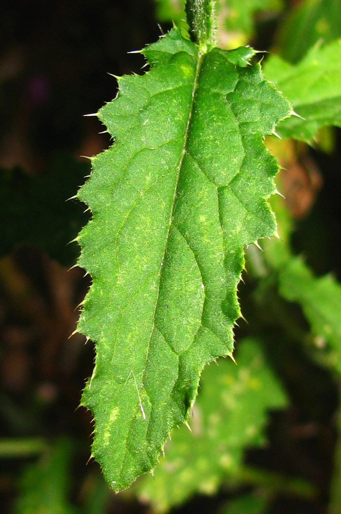 Image of Carduus crispus specimen.