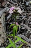 Dianthus barbatus