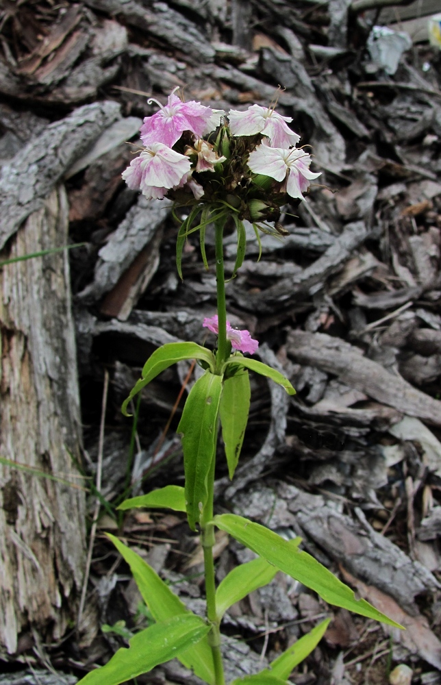 Image of Dianthus barbatus specimen.