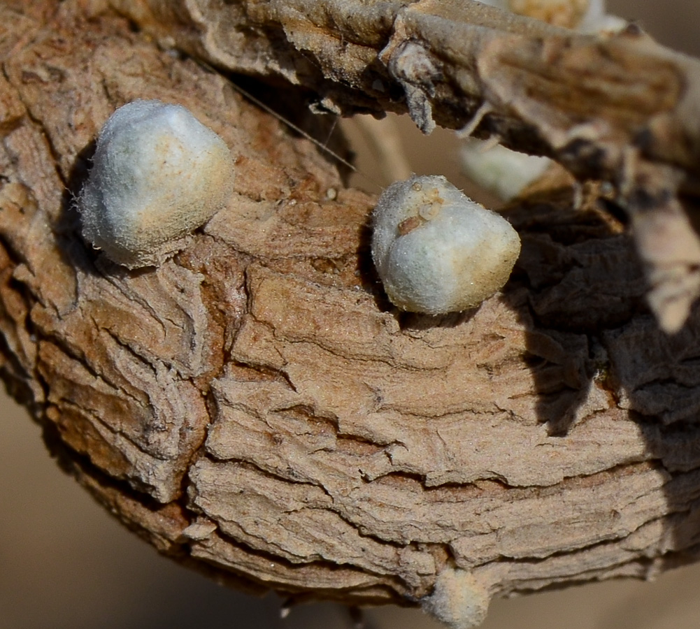 Image of Otanthus maritimus specimen.