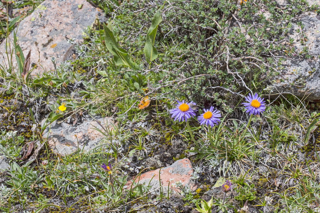 Image of Aster vvedenskyi specimen.