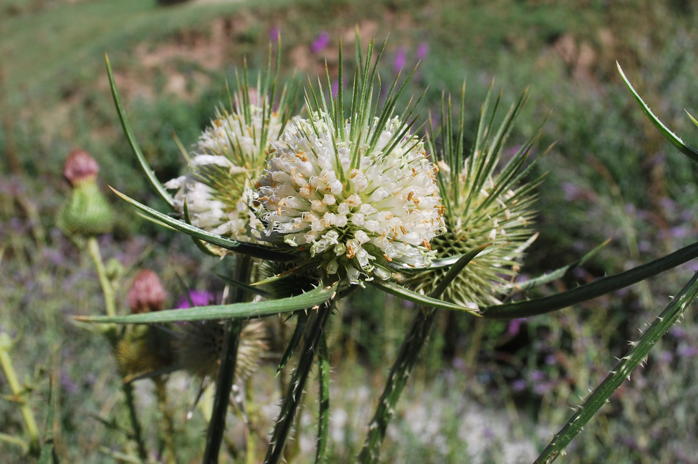 Image of Dipsacus laciniatus specimen.