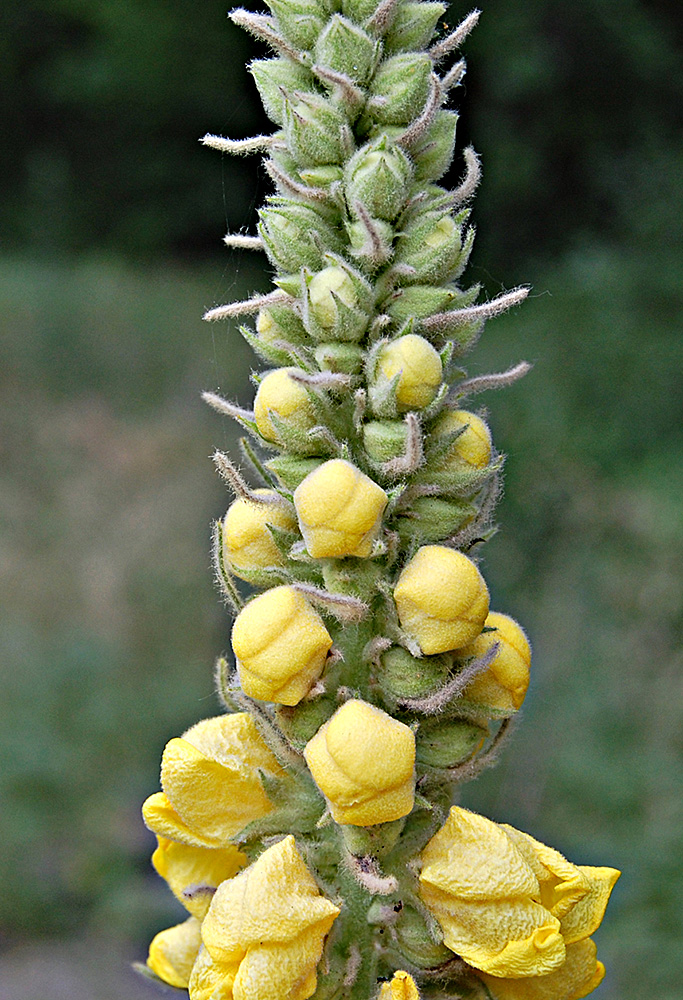 Image of Verbascum ovalifolium specimen.