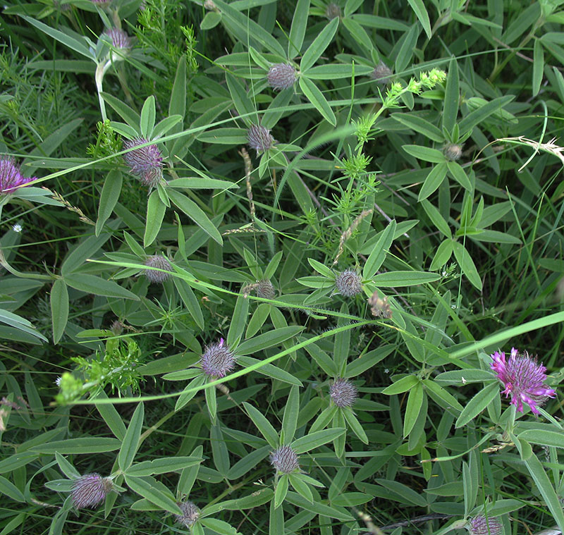 Image of Trifolium alpestre specimen.